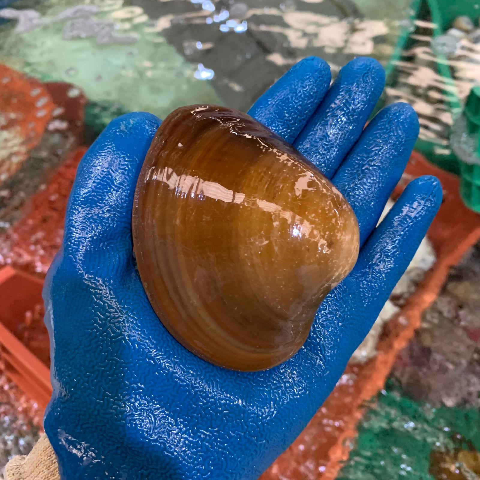 Almeja