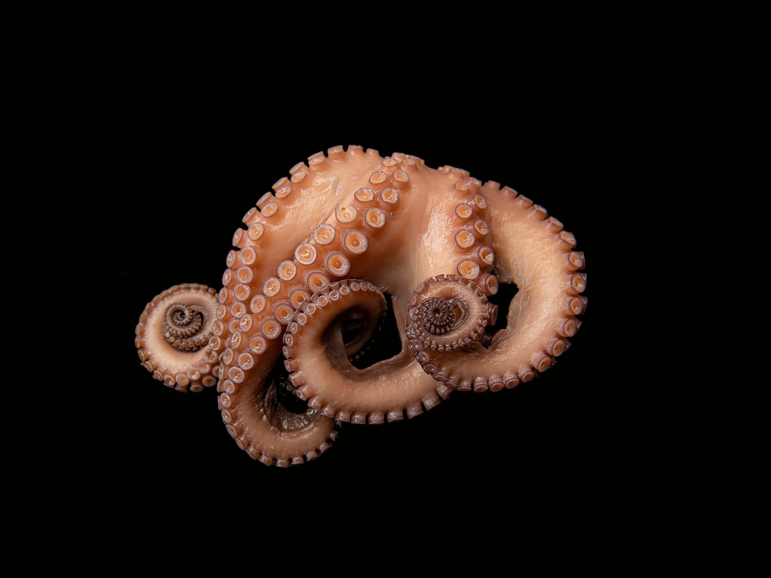 Pulpo Cocido