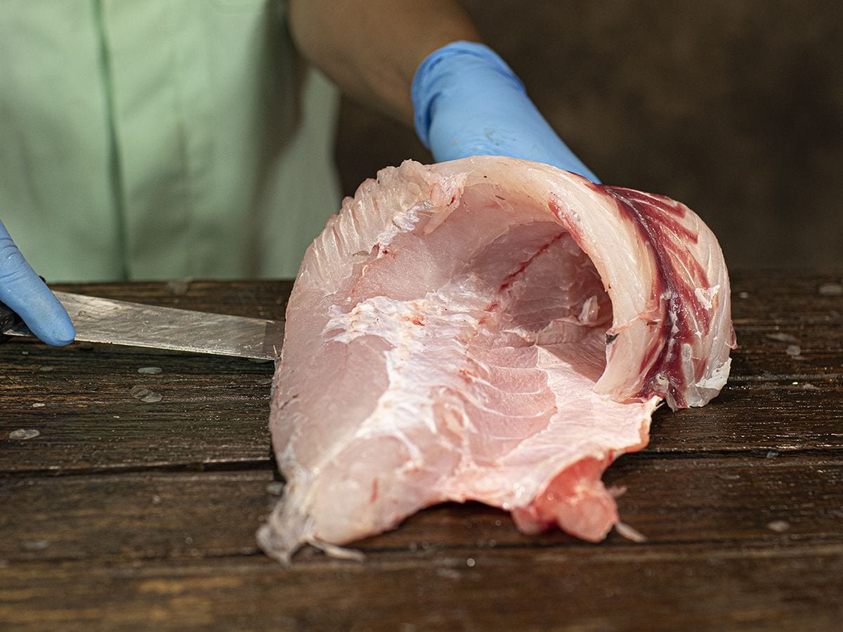 Corvina
