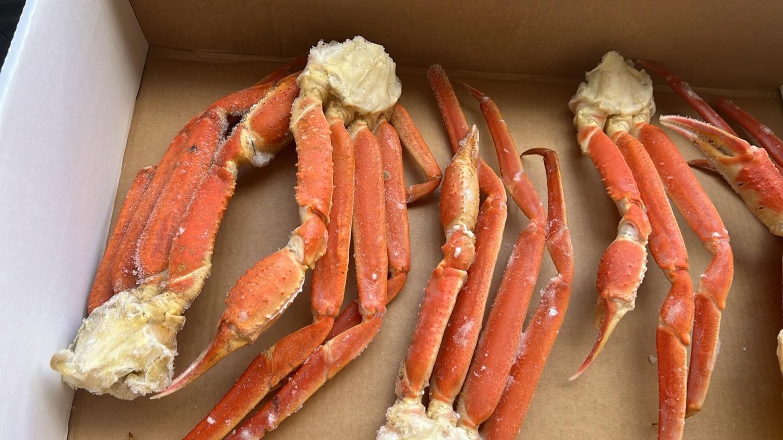 Snow Crab